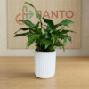 Veelzijdige Design Pot
